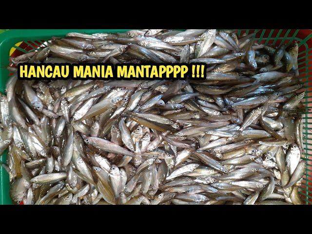 HANCAU IKAN SELUANG DAPAT 1 EMBER BESAR !!! MANTAP