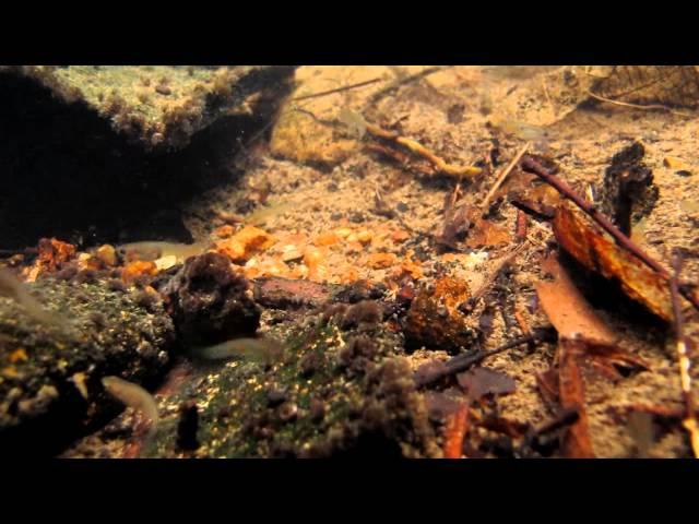 Poecilia reticulata 孔雀花鱂 ( Invasive alien fish 外來入侵魚類)