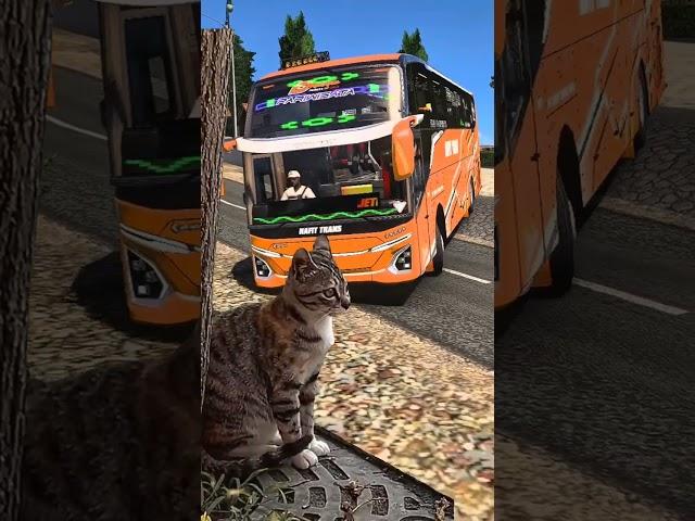 Kaget Cing #ets2 #bussid #kucing #eurotrucksimulator2 #bussimulatorindonesia