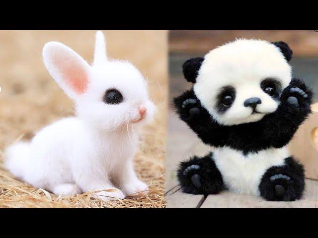 AWW Animals SOO Cute! Cute baby animals Videos Compilation cute moment of the animals #7