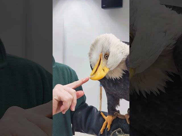 Spirit's gentle beak skills (Bald Eagle)