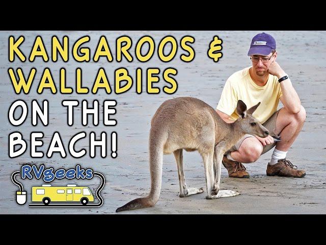 Kangaroos & Wallabies on the Beach in Cape Hillsborough National Park