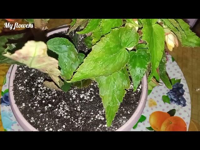 Ампельная бегония.Уход в домашних условиях летом и зимой