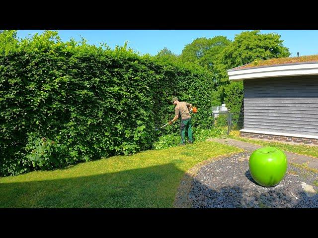 I WAS WRONG In Thinking That Trimming An OVERGROWN Beech Hedge Would Only Take TWO HOURS