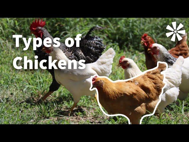 5 Types of Chickens You Should Know About 