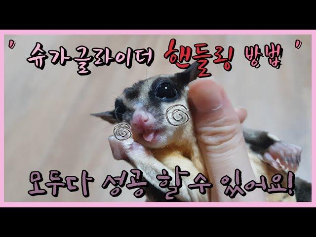 슈가글라이더 핸들링방법~(Sugar Glider Handling)(シュガーグライダー·ハンドリング)