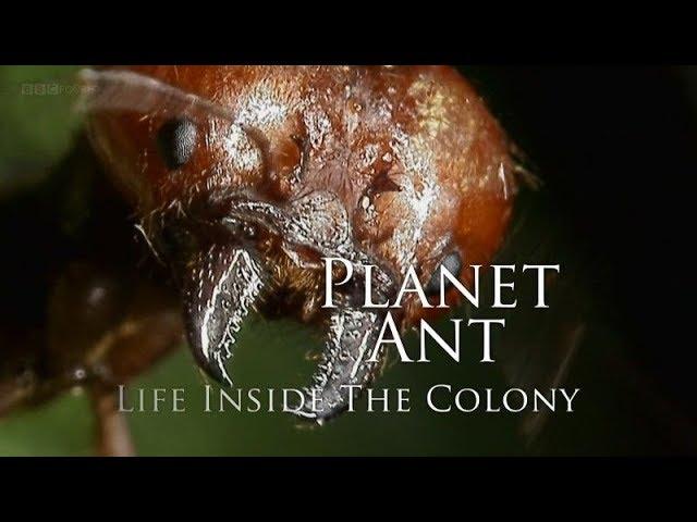 BBC – Planet Ant: Life Inside the Colony (2013) 1080p High Quality