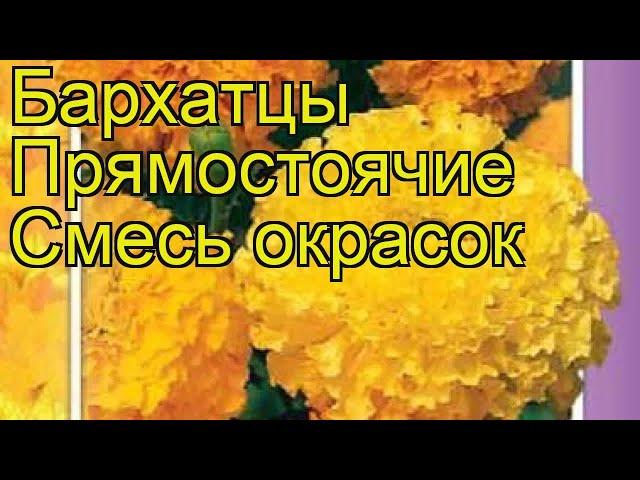Бархатцы прямостоячие Смесь окрасок. Краткий обзор, описание tagetes erecta Smes' okrasok