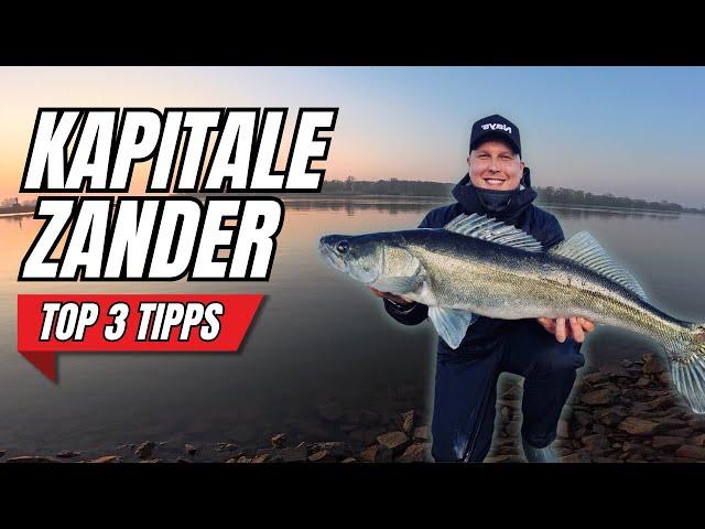 Top 3 Tipps für KAPITALE ZANDER im Winter!