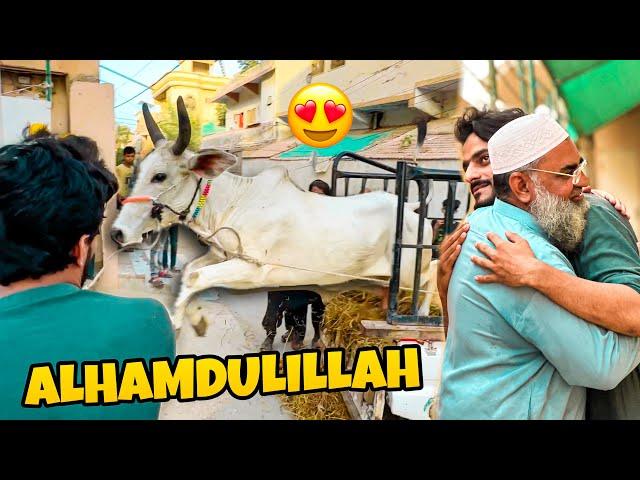 ALHAMDULILLAH QURBANI KA JANWAR LELIA  | MISHKAT KHAN | COW MANDI