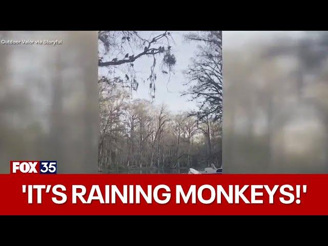 'It's raining monkeys!' Florida man records monkeys jumping from trees into river