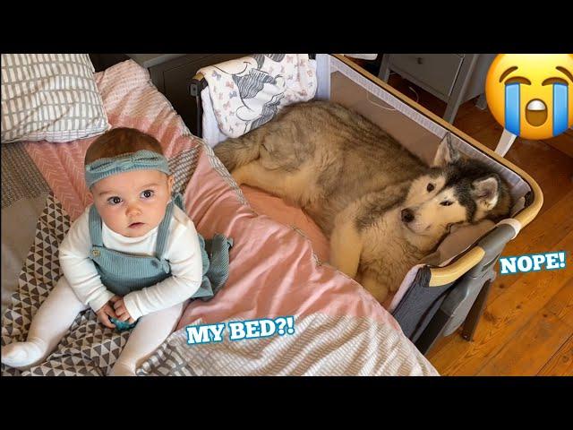 Baby Gets Angry When Stubborn Husky Refuses To Get Out Of Her Bed!!. [CUTEST VIDEO EVER!!]