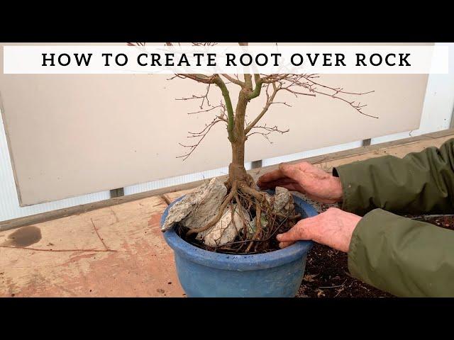 How to Create Root Over Rock Bonsai - Maple