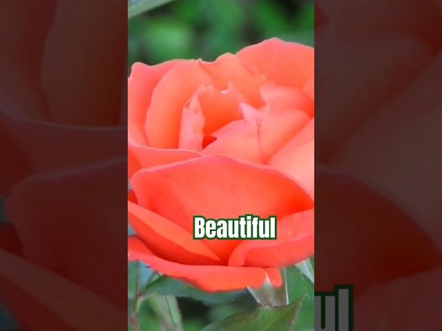 Beautiful #flowers #motivation #video