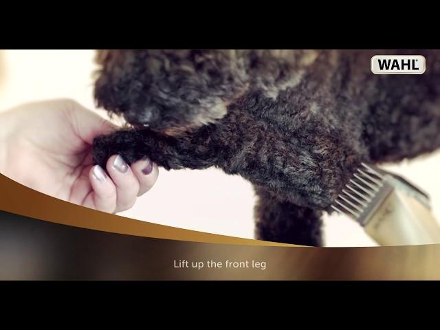 WAHL - Dog Clipping Tutorial