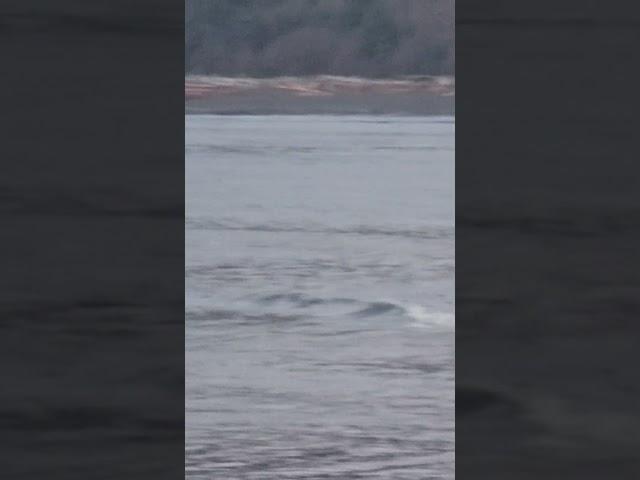 Surfers ‍️   on the Wild west coast of Canada  