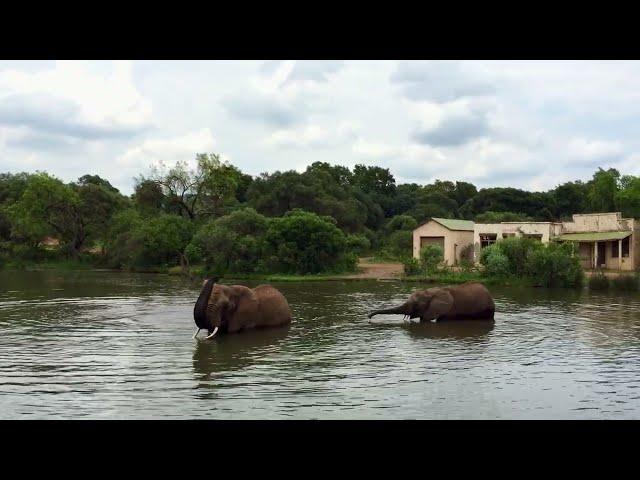 Elephant family having a bath in a lake 