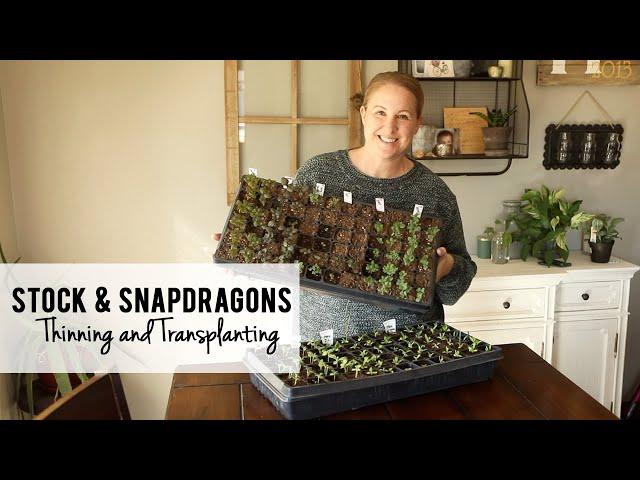 Thinning & Transplanting Snapdragons & Stock Seedlings, Sunshine and Flora