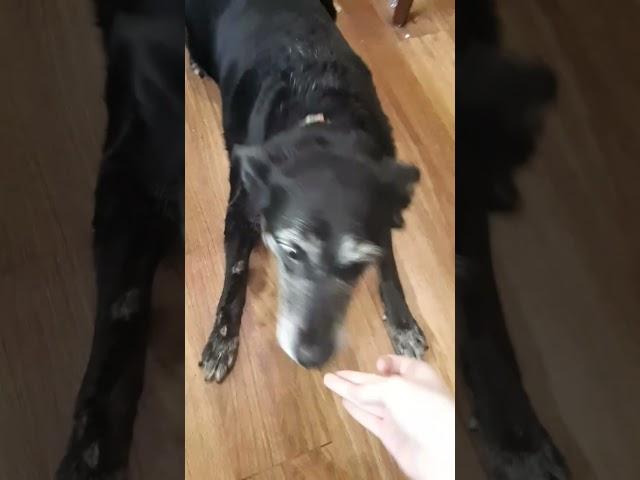 Bella Does Tricks for a Cookie