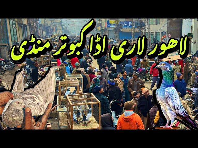 لاہور لاری اڈا کبوتر منڈی - Lahore Lari Adda Kabootar Mandi Latest Update