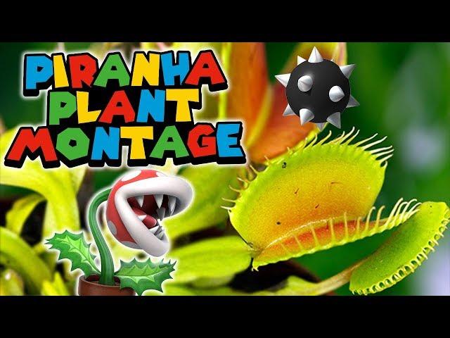 Plant Gang Attacks [Piranha Plant Montage]