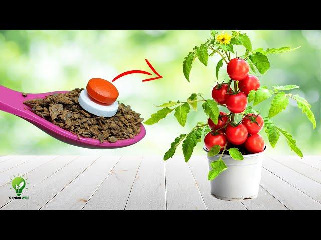 5 MIRACLES OF ASPIRIN TABLET IN GARDENING | USES OF ASPIRIN ON PLANTS