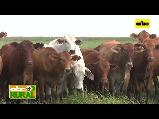 ABC Rural: Agroganadera Farmer (2): Manejo de vacas y terneros en campos bajos