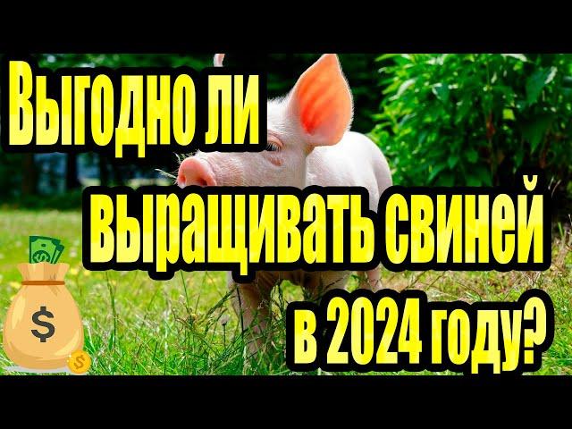 Выгодно ли свиноводство в 2024 году?