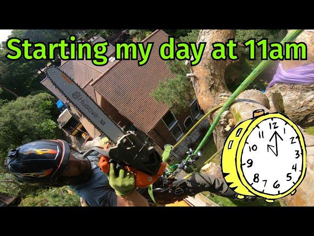 Starting my days work at 11am (easy tree removal)