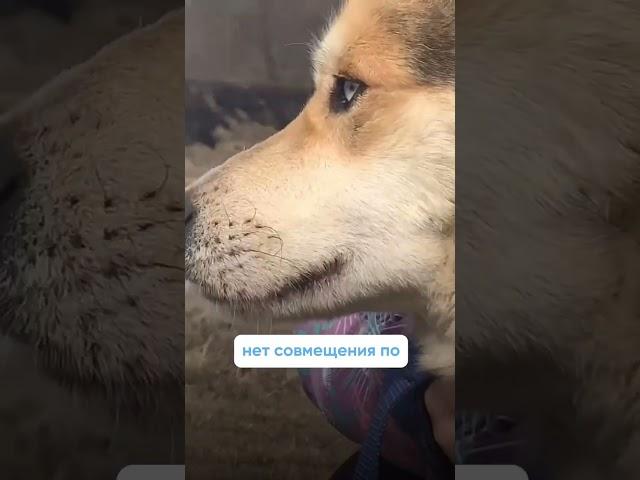 Что нужно знать прежде, чем взять собаку из приюта?