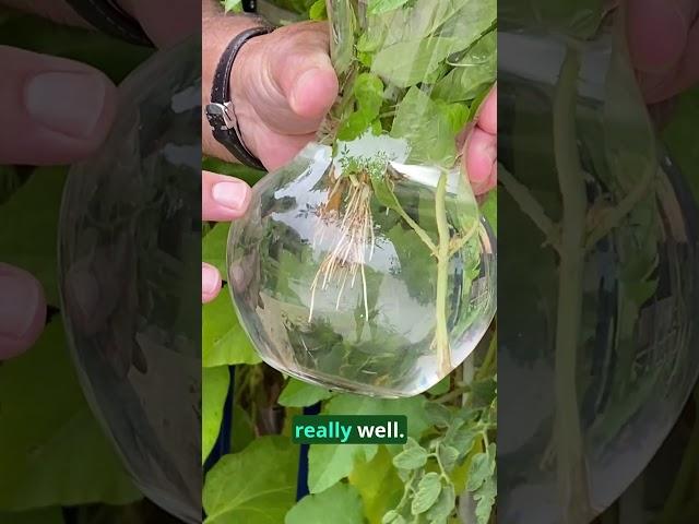 Regrow Basil for Continuous Harvest!