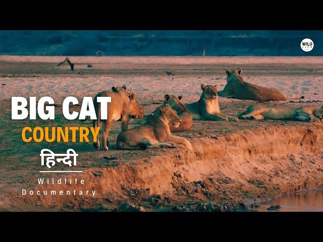 Strength in Sisterhood - Big Cat Country 2, हिन्दी डॉक्यूमेंट्री | Wildlife documentary in Hindi