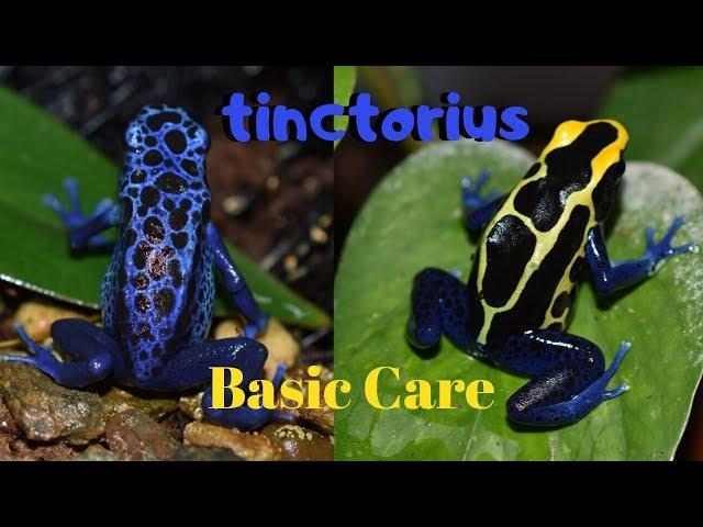 Dart Frog Care Series Part 1 Dendrobates tinctorius