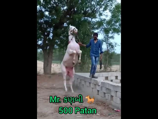 Mr. કણબી  Mitul patel  Horse Lover subscribe my chennal @ mitulpatel karanasavfarm Stallion Raja 