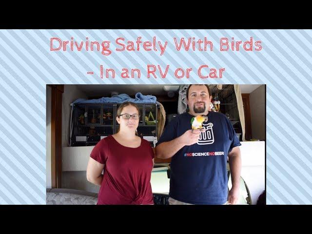 Driving Safely With Birds - In an RV or Car