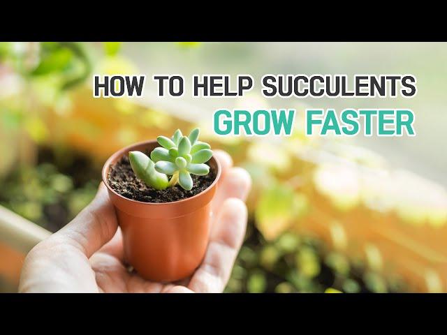 HOW TO HELP YOUR SUCCULENTS GROW FASTER | SUCCULENTS CARE TIPS