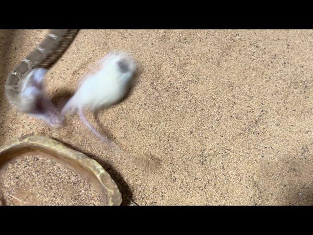 red diamondback rattlesnake instant stretchs a rat!