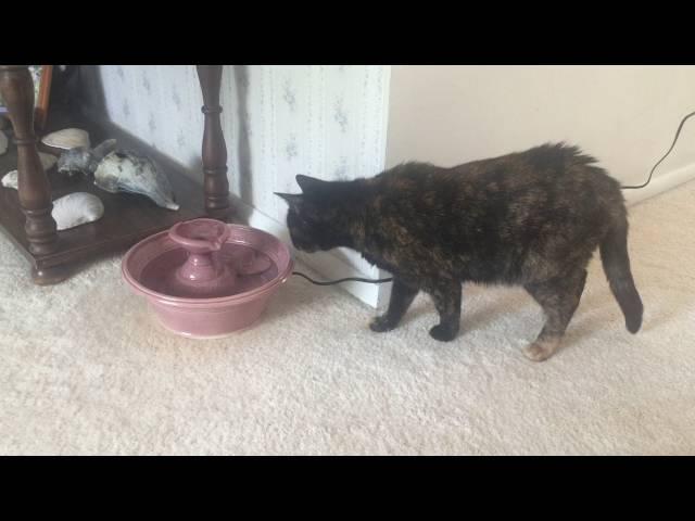 Ruby checks out our new fountain from Wet Whiskers Fountains