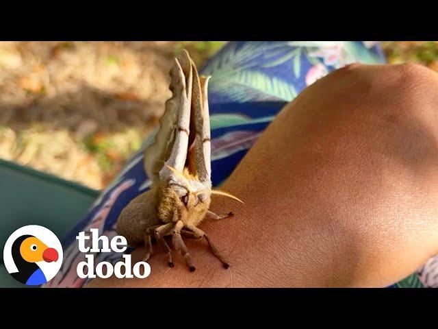 The Cutest Wildlife Rescues Ever | The Dodo