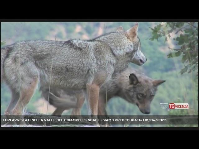 LUPI AVVISTATI NELLA VALLE DEL CHIAMPO, I SINDACI: «SIAMO PREOCCUPATI» | 18/04/2023