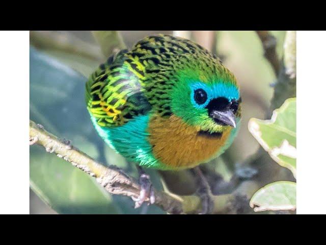 In the Eye of the Beholder: Evolution of Feather Color in the Tanagers