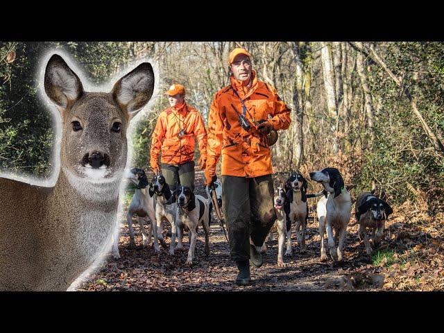 Chasse du Chevreuil au Chien Courant - Chasser/Cuisiner/Manger !