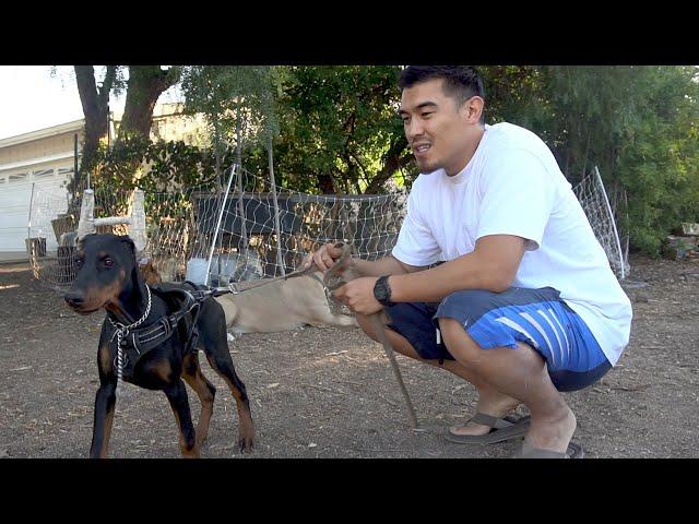 STAY POSITIVE! - 3 IMPORTANT dog training TIPS - HOW TO start training a puppy.