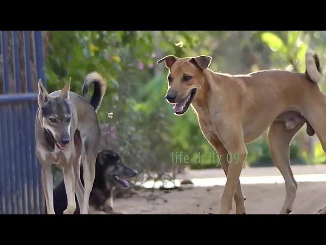 Good  Rural Dogs !! Dog Meeting for the Summer Season in Village.