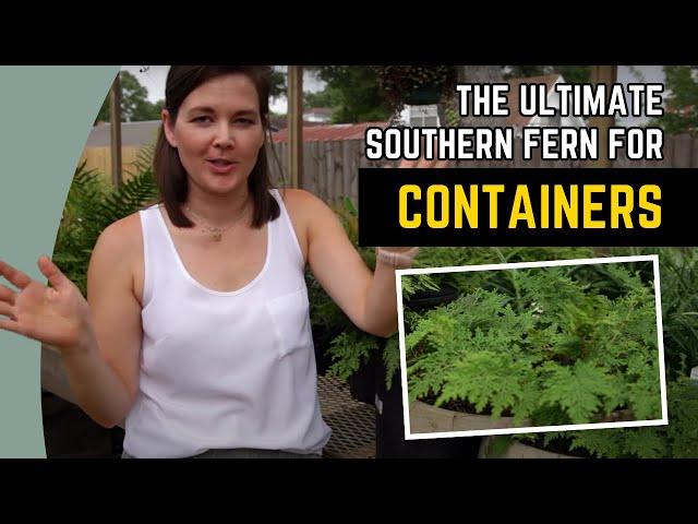 The best fern for containers in the south | Catherine Arensberg