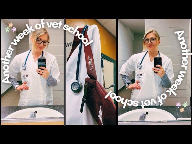 VET SCHOOL VLOG| week in the life, volunteering, exams, school/life balance️