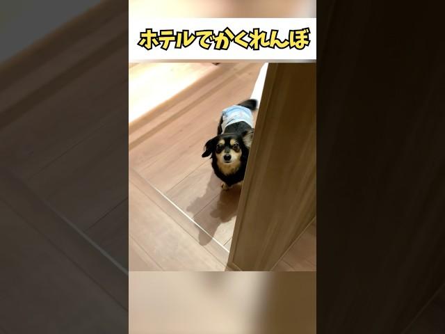 初見の部屋で嗅覚発揮できるかかくれんぼで試してみた #犬のいる生活 #チワックスひより