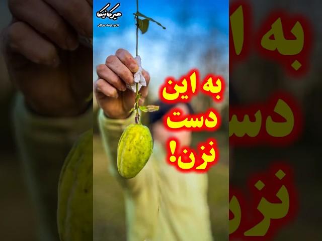 چطور از شر آروجیا خلاص بشیم؟ #طبیعت #گیلان #ایرانگردی #هیرکانیکا #شمال #آروجیا#هیرکانی #مازندران