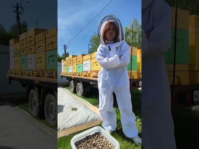 В смысле ты пчёл не хочешь? #пасека #bienenhaus #пчеловодство #мед #ульи #пчеловоды #пчёлы #облёт