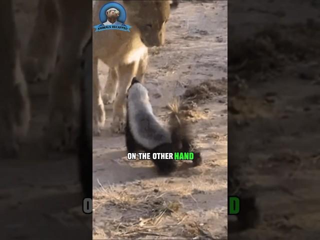 The Duality Between Honey Badgers and Capybaras